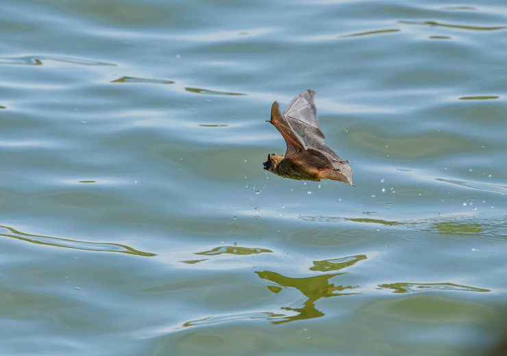 Normal Bat Where Do Bats Live in the UK? | Understanding Their Habitats for ...
