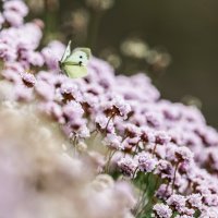 Butterfly in pink flowers in Cornwall