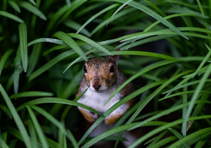 Brown squirrel hiding in grass