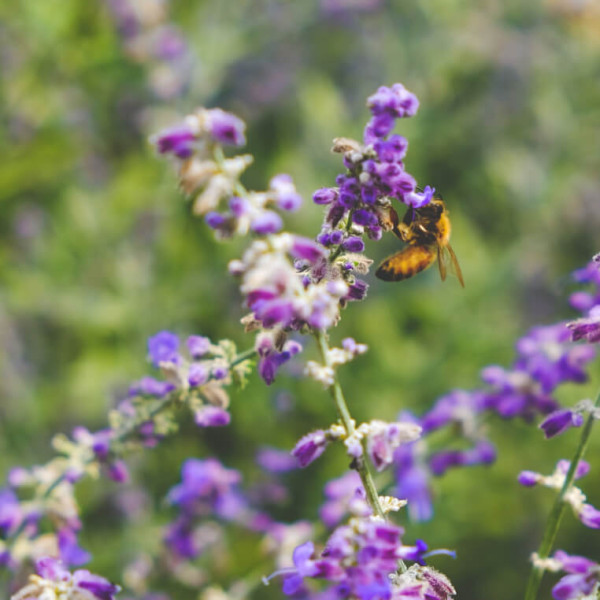 A bee inspects wild purple flowers.