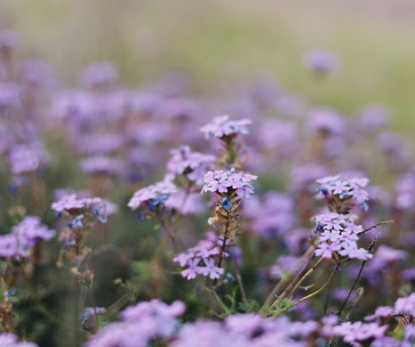 Purple wildflowers bloom in a field.
