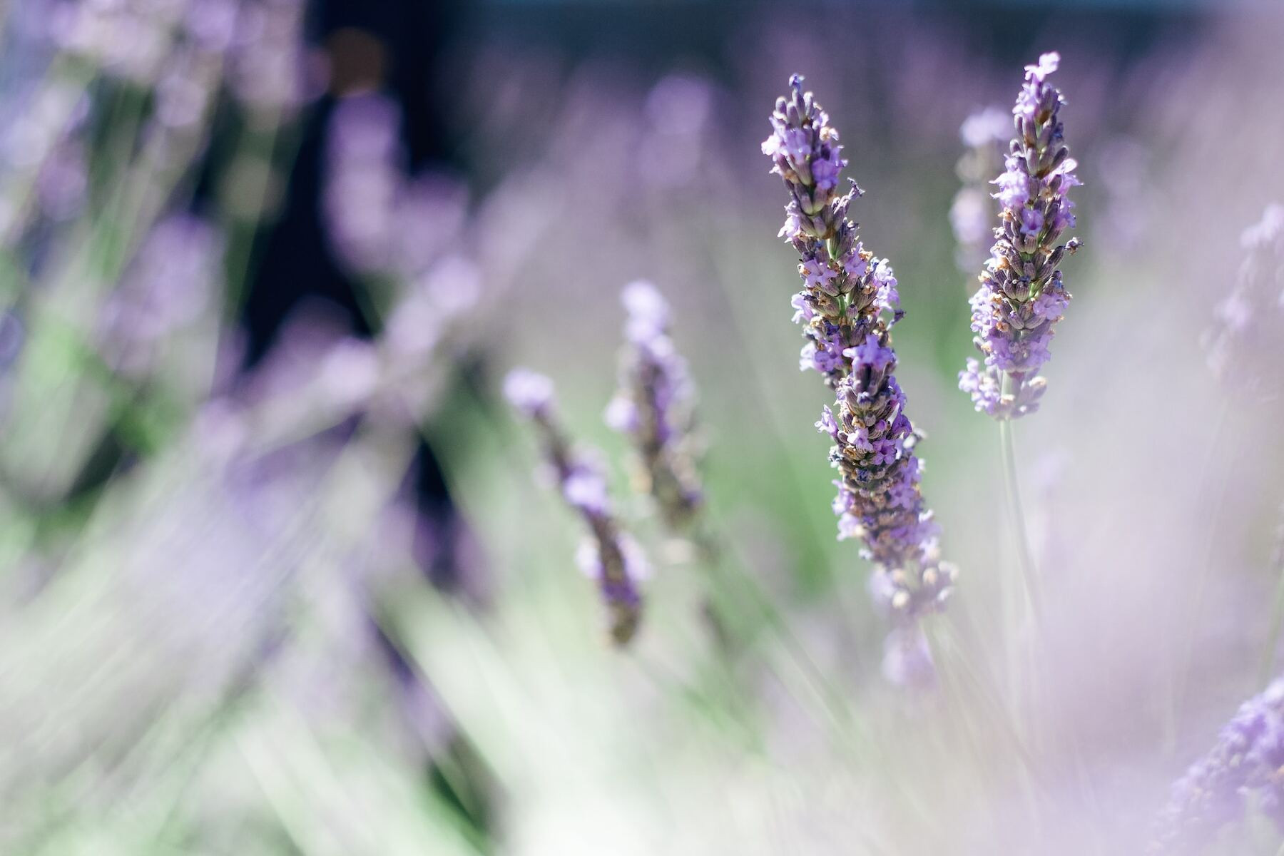Lavender flowers growing as part of a field.