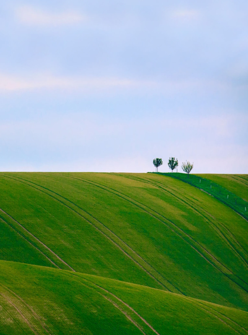 Undulating green hills topped with three small trees.