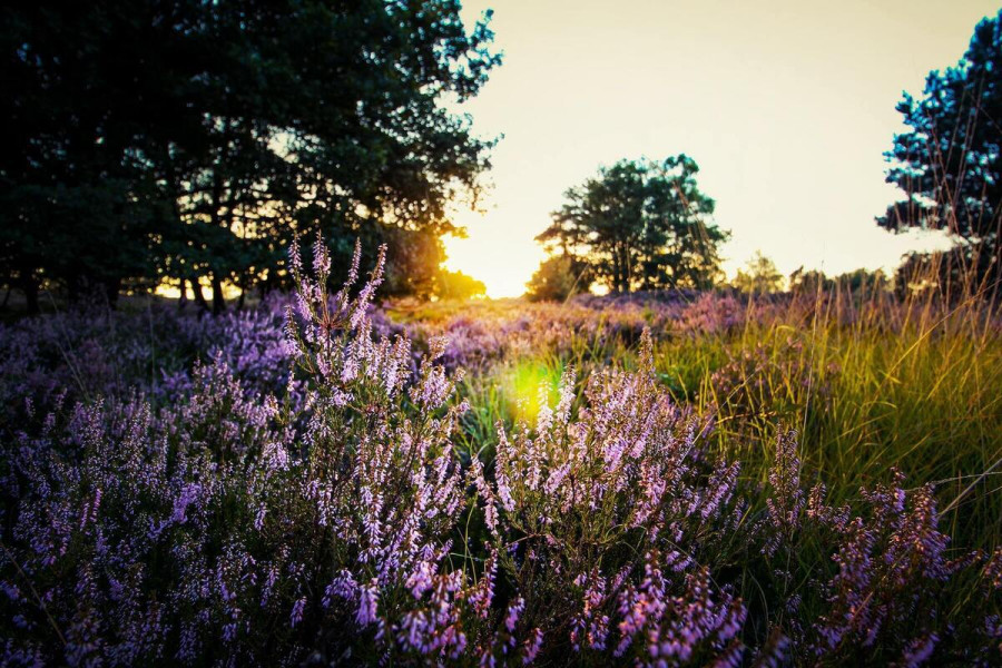 Purple lavender blooming in a field of wild flowers at sunset.