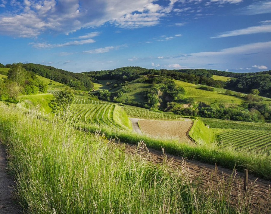 Grassfields with forests in the distance.